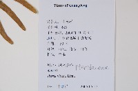 鱗蓋鳳尾蕨藏品圖，第2張