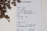 海金沙藏品圖，第2張