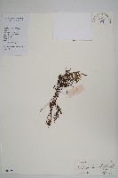 登錄號:P012901藏品圖，第1張