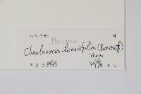 登錄號:P012901藏品圖，第2張