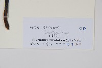 密毛蕨、巒大蕨藏品圖，第2張