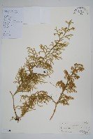 木賊葉石松藏品圖，第1張