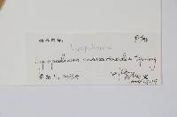 木賊葉石松藏品圖，第2張