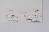 菜蕨藏品圖，第2張