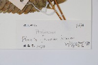 傅氏鳳尾蕨藏品圖，第2張