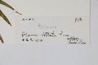 鱗蓋鳳尾蕨藏品圖，第2張