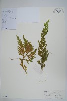 單抱卷柏藏品圖，第1張