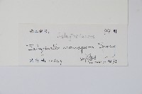 單抱卷柏藏品圖，第2張