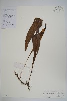 大星蕨藏品圖，第1張