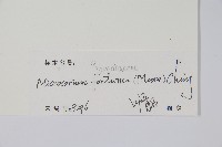 大星蕨藏品圖，第2張