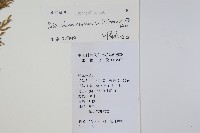 燈龍草藏品圖，第2張