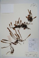 抱樹石葦藏品圖，第1張
