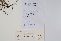 抱樹石葦藏品圖，第2張