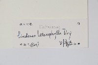 異葉鱗始蕨藏品圖，第2張