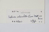 圓葉陵齒蕨藏品圖，第2張