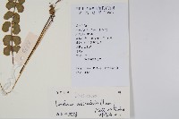 圓葉陵齒蕨藏品圖，第2張