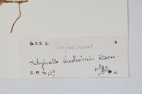 生根卷柏藏品圖，第2張
