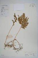 江南卷柏藏品圖，第1張