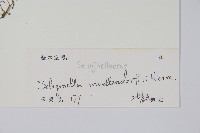 江南卷柏藏品圖，第2張