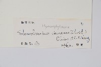 廣西長筒蕨藏品圖，第2張