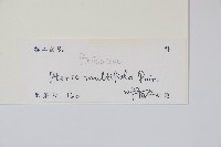 鳳尾蕨藏品圖，第2張