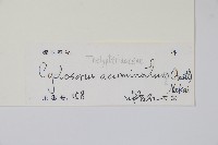 毛蕨藏品圖，第2張