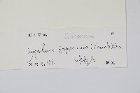 海金沙藏品圖，第2張