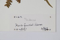 傅氏鳳尾蕨藏品圖，第2張