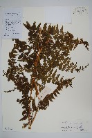 華南鱗蓋蕨藏品圖，第1張