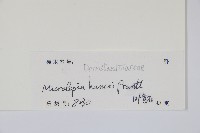 華南鱗蓋蕨藏品圖，第2張