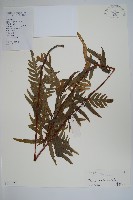 半邊羽裂鳳尾蕨藏品圖，第1張