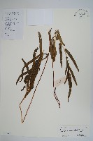 箭葉鱗始蕨藏品圖，第1張