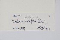 箭葉鱗始蕨藏品圖，第2張