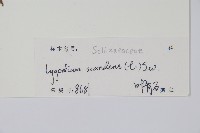 小葉海金沙藏品圖，第2張