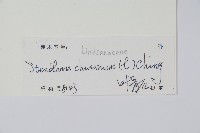 烏蕨藏品圖，第2張