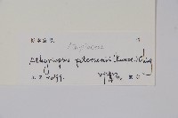 毛軸假蹄蓋蕨藏品圖，第5張