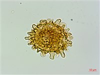 毛軸假蹄蓋蕨藏品圖，第2張