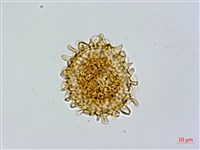 毛軸假蹄蓋蕨藏品圖，第3張