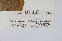 膜葉星蕨藏品圖，第2張