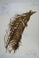 華東瘤足蕨藏品圖，第1張