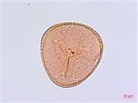 扇葉鐵線蕨藏品圖，第1張