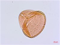 扇葉鐵線蕨藏品圖，第2張