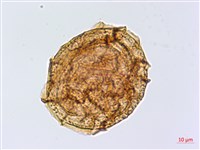 銀杏葉鐵角蕨藏品圖，第2張