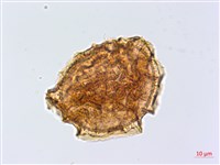 銀杏葉鐵角蕨藏品圖，第3張