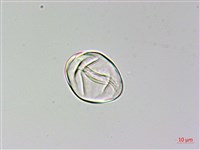 陰地三叉蕨藏品圖，第2張