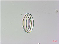 陰地三叉蕨藏品圖，第3張