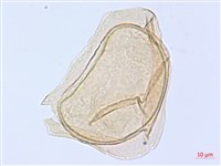 細柄雙蓋蕨藏品圖，第2張