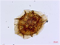 大鐵角蕨藏品圖，第2張