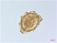 麥稈蹄蓋蕨藏品圖，第1張