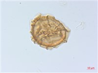 麥稈蹄蓋蕨藏品圖，第2張